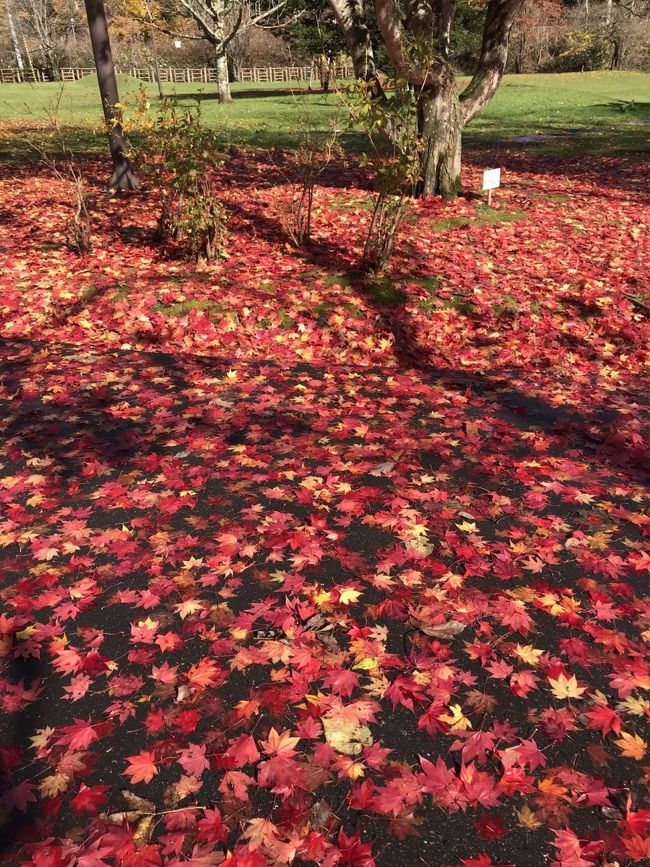 今年は仕事の都合で紅葉の時期に旅行することができなかった。<br />それでも北海道はやっぱり最高。<br />ドライブしているだけで大地と空の広さを肌で感じる。<br />そして私たち夫婦にとって外せないのはいつものとおりのグルメとスイーツアウトレット巡り。