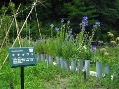 ２０１８年７月　山口県・山陽小野田市　江汐公園　薬草園までウォーキング