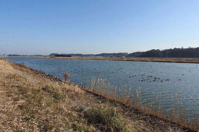　日本野鳥の会茨城県主催の「江戸崎探鳥会」が、稲敷市江戸崎で開催されるので、友人と一緒に参加してきました。<br /><br />表紙写真は、稲敷市江戸崎の小野川の風景です。<br />