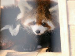 秋晴れの市川市動物園のレッサーパンダの双子の赤ちゃん詣（後編）レッサーパンダ特集：到着してすぐに会えた双子の赤ちゃん！～たくさん会えたナミちゃんとほとんど会えなかったテルちゃん～晴天下で光るケージのレッサーパンダはドアップで迫るしかない（苦笑）