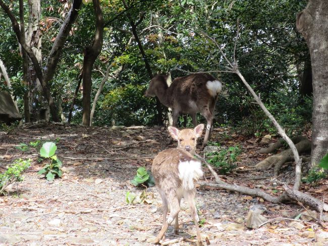 神戸港を15日の11時出航して、四国沖を通過して屋久島宮之浦港に16日8時に入港しました。<br />とっても快適なクルーズでした。今日はレンタカーで屋久島を一周します。