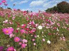 初秋の国営昭和記念公園散策