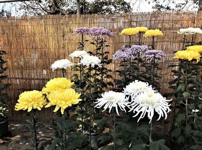 臥竜公園(長野県須坂市)で行っていた菊まつりを見てきました。<br />菊があまりにも大きく、こんなに大きくなるものかとビックリです。<br />綺麗というよりはおおきくて、きもい感じでした。<br />菊や花をささえる補強材が目立つものもありました。