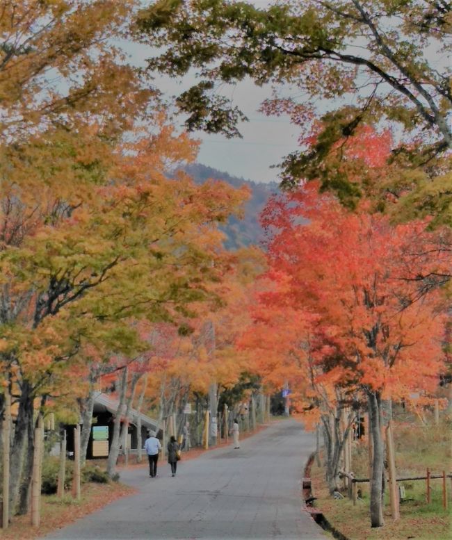 中央高速道路を園原で下り、阿智に向かった。<br />日本一の星空の村と認定されているらしいけど、出かけた日は満月でおまけに天気は下り坂。<br /><br />それでもめげずに153号線を進み、浪合村に入っていくと素晴らしい紅葉が待っていた。