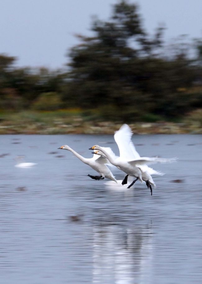 二泊三日の野鳥観察ツアーの初日は越後平野の湖沼でした<br />そして全体を通して雨が中心のツアーでした<br />初めて行った福島潟の広さに驚き、聞きしに勝るオオヒシクイの群れに遭遇できて感激<br />瓢湖では午後３時のエサやり給餌タイムに群がるカモたちに多さにビックリ！<br />そして夕方になり三々五々帰ってくる瓢湖の主人公のハクチョウを堪能