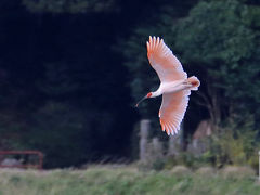 野鳥撮影記録2018年－１０月  佐渡