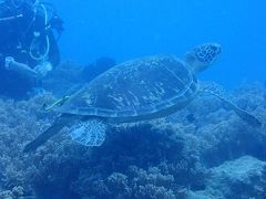 沖縄2018秋（１２）嘉手納町、読谷村沖ダイビング。おいしそうなイカやかわいいウミガメ！