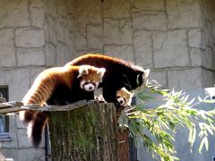 秋のレッサーパンダ紀行【５】仙台市八木山動物公園  とっても元気で遊ぶの大好き！！  放飼場に敷かれたマットで賢く楽しく遊ぶ双子兄妹！！