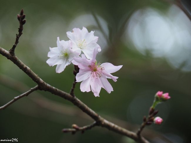 秋の鎌倉花散歩、この日は、北鎌倉にある花の寺・東慶寺から鎌倉宮まで散歩しました。<br />この時期、東慶寺では十月桜が咲いていますが、今年は各地で桜の狂い咲きの知らせもあって、鎌倉でも狂い咲きが見られるのではと期待しましたが・・・。<br />