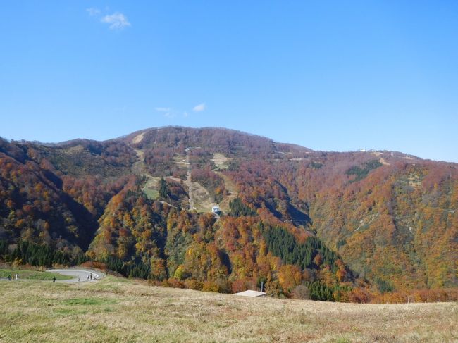 新潟県に足を踏み入れること自体、10年前の佐渡以来でしょうか。関東甲信越で11月初旬の紅葉ピークが訪れる場所はどこかと調べた所、新潟県の湯沢地域がそのうちの一つでした。久しく新潟県自体訪れていないのと、紅葉の越後を訪れたことがないので、湯沢地域に行くことにしました。<br />湯沢と言えばスキー場のメッカですが、美しい紅葉も楽しめる場所です。この日は絶好の晴天日でした。そして現地行って知りましたが、日本3大渓谷の清津渓谷はまさに絶景、トンネル出口直前にプールが設置され、外の紅葉がプール水面に映し出される素晴らしい光景を見ることができました。<br /><br />---------------------------------------------------------------<br />スケジュール<br /><br />  11月3日　自宅－（自家用車）湯沢IC－湯沢高原パノラマパーク観光－清津峡観光－赤谷湖観光－月夜野IC－自宅