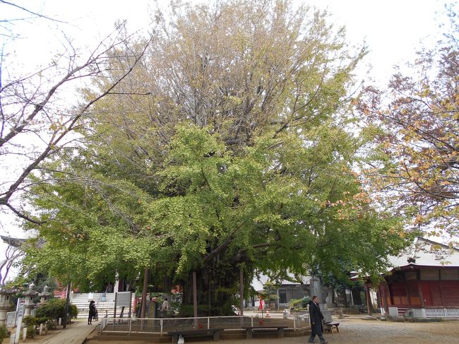 写真は坂東三十三か所札所めぐりの29番札所、海上山千葉寺<br />（せんようじ）の境内に聳える銀杏の巨木である。<br />正面の仁王門を通り抜けると樹齢1300年を超える<br />古木が私を迎えてくれた。<br />今日の天気は薄曇りである。<br /><br />今日は2020年東京オリンピック<br />「都市ボランティア募集説明会」が<br />千葉県の蘇我駅の近くで開催されるので<br />近くにある坂東三十三か所の第29番札所の<br />海上山千葉寺（せんようじ）を訪れることにした。<br />蘇我駅から歩いても約20分弱の距離である。<br />境内には行基が開設時に植えたという伝説を持つ<br />銀杏の老木がそびえている。<br />高さは30ｍ、幹の太さが8ｍで千葉県指定の天然記念物である。<br />秋には銀杏の黄葉が境内を彩っているそうなので<br />参拝するのが楽しみだ。<br />（実際は秋の黄葉にはまだ早かった）<br /><br />聖書の『ヨブ記』（第14章1～2節）に次のような言葉がある。<br />「女から生まれる人間は<br />　命短く、そして苦悩にまみれ。<br />　花のように生まれ来て、そして朽ち果てる<br />　影のように逃げ、そして留まることがない。」<br />　Man that is born of a woman<br />　ｉs of few days, and full of trouble.<br />　He comes forth like a flower, and withers;<br />　He flees like a shadow, and continues not.<br />（Bible: Job Chapter 14,Verses 1-2)<br /><br />今日は千葉寺の境内で銀杏の古木が高くそびえて<br />悠久の時の流れの中に今も留まっている姿を拝することが<br />できると思う。<br /><br />以下で海上山千葉寺（第29番札所）へのお参りの様子を報告したい。<br />