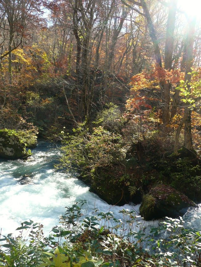 11月に入り、10月末とはうってかわってポカポカ陽気。これは、久しぶりに十和田湖に行ってみようかと思い、行ってみました。<br /><br /> わかってはいたけれども、観光バスやレンタカーで道路は渋滞。ただでさえも細い道路なのに。<br /><br /> それでも何とか行った十和田湖は、盛りを過ぎてはいたけれども、きれいでした。