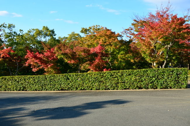 月日は百代の過客にして、行かふ年も又旅人也　<br />とか申しまして長くとはいっても京都をデジカメで撮影し始めてたかだか15年ですが・・・<br />また今年も11月に入り紅葉を迎える季節となりました。<br />いろんな風景を眺め、いろんな景色を撮影して、いろんな方たちと縁で結ばれました。<br />あと半年で65歳となり会社勤めも終わりとなりやっと休祭日に関係なく好きな京都を<br />のんびり撮影できます。待ち遠しい（笑）<br />ただ緑内障の進行が早く昔のようにチャリで嵐山に行くこともできなくなりました。<br />まあ会社の思い出は半年後に書くとして今年も京都の紅葉にお付き合い下さいませ！<br /><br />