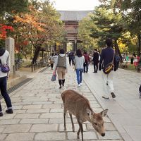 紅葉に染まる古都散策（その１）《奈良公園・春日大社・東大寺・清水寺編》