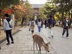 紅葉に染まる古都散策（その１）《奈良公園・春日大社・東大寺・清水寺編》