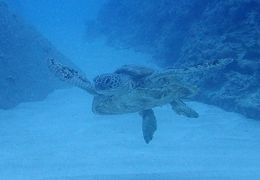 沖縄2018秋（１３）海人食堂で新鮮な海の幸。海中ではウミガメが近付いてきて一緒に遊ぼうよって！