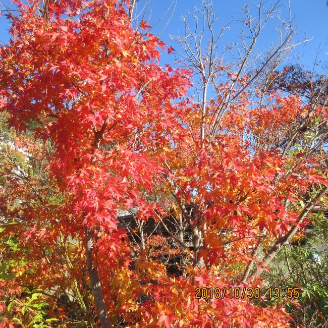 塩原温泉郷の紅葉を観たくて出かけたホテルステイは二日目になりました。初日は渓谷の紅葉を愛でて、今日は天気が良いのでハイキング(全くの初歩コース)にしました。ホテルを出て「日塩もみじライン(有料・610円)」で「ハンターマウンテン塩原」に行きます。「秋の絶景を空中散歩する」・が、うたい文句です。紅葉ゴントラは・11/4日・で終わりましたが、まだまだ名残はあります。ゴンドラは・通期・営業しています。(ホテルに往復割引券あります・1,600円→1,000円)。<br /><br />表紙の写真は「ホテルもみぢ」の玄関前で撮影。