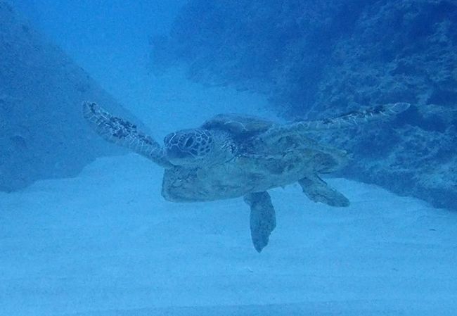 午前中の2ダイブを終えてランチは読谷村都屋漁港の海人食堂へ。安定のおいしさです!<br />午後は都屋漁港を出てすぐのテトラ前でダイビング。遠くの方からウミガメが近付いてきて、目の前まで来ておいでおいでのような仕草をしてからターンして先導していく姿はまるで遊ぼうよと言われてるみたいでとってもかわいい。<br />しばしその場にとどまってたくさんの写真を撮らせてくれました。<br />そのあとは安定のハマクマノミパラダイスでまったりと癒されて帰って来ました。<br />