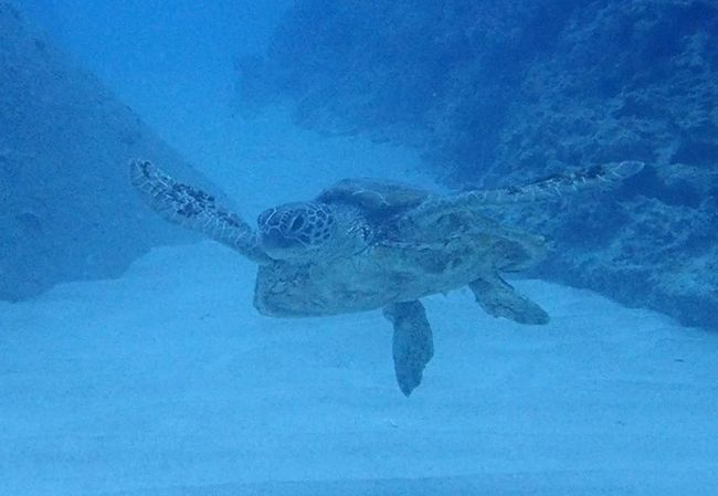 沖縄2018秋（１３）海人食堂で新鮮な海の幸。海中ではウミガメが近付いてきて一緒に遊ぼうよって！