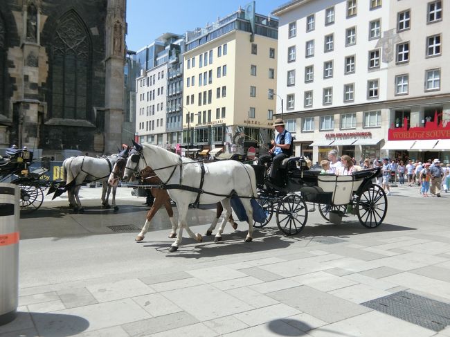 シュテファン大聖堂の前には、可愛いお馬さんたちが並んでいました。暑い日だったので、水浴びもして気持ち良さそうでした。