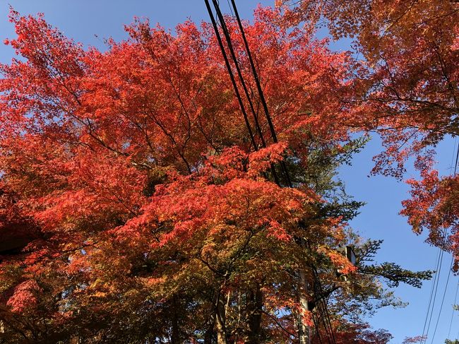 紅葉の季節だね~<br />温泉にも入りたいね~<br />と軽井沢までドライブしました~