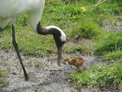 北海道・惜別北斗星の旅（２）釧路湿原、丹頂鶴自然公園、塘路湖