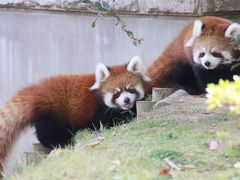 仙台・秋田レッサーパンダの赤ちゃん詣と温泉ホテルの旅（２）ズーパラダイス八木山（前編）レッサーパンダ特集：はじめまして、双子の赤ちゃん！～どっちが男の子で女の子かさっぱり分からなかったよ（笑）＆乙女なコナツちゃんも初めて＆お兄ちゃんキャラでなくなったヤンヤンはますます可愛らしく＆スモモちゃんは変わらず可愛い@