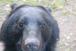 仙台・秋田レッサーパンダの赤ちゃん詣と温泉ホテルの旅（３）ズーパラダイス八木山（後編）ハイテンションで遊んでくれたツキノワグマのツバサくんやたくましい赤ちゃんザルは見ていて飽きない～レッサーパンダから離れられずも何とか表敬できた他の動物たち