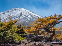 ２０１８年山中湖ロッジ滞在記（５）１０月編その２　富士山5合目のオブジェのようなカラマツ