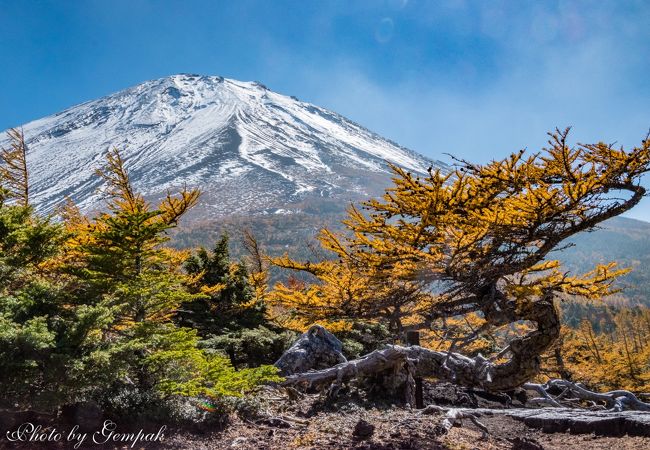 　新道峠での夜明けの富士山と河口湖町の夜景、早朝の大石公園でコキアと富士山撮影の後、一旦ロッジに戻り朝食を摂ってから、富士スバルラインで富士山五合目終点の少し手前の奥庭へ。昨年の今頃も訪れているが、富士山の厳しい気候にもめげず、たくましく生育しているカラマツの黄葉撮影である。奥庭のカラマツは、普通のカラマツのようにまっすぐ伸びた幹ではなく、冬の暴風雪で捻じ曲げられ、あたかも現代アートのオブジェのような形になっている木が見られるのである。今回は星空撮影に使っている超広角レンズを持ち出し、遠近感を誇張した撮影をしてみた。