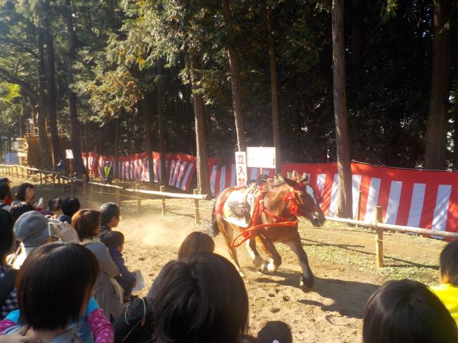埼玉県毛呂山町 流鏑馬 出雲伊波比神社<br />毎年恒例 11月3日,出雲伊波比神社流鏑馬<br />1 流鏑馬、9時半頃開始とホ-ムページにあり、9時にいつたが、もうはじまっていた。<br />2 朝的、今年は、1の馬、外れ、2の馬、外れ、3の馬、落馬。きょねんは、成功したと地元住民<br />3 野陣、11時が11時半にはじまった。<br />4 的宿について行く。本陣跡、今は民家榎堂に行く。<br />5 午後から、夕的、餅まき、願的,矢的、等色々な馬術があるが、今回予定があります。13時に引き上げる。<br />6 次回は、午後5時過ぎまで居たい。