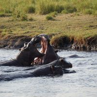 チョベ国立公園２　ボート・ゲームドライブ　カサネ　ボツワナ　Botswana