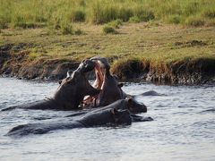 チョベ国立公園２　ボート・ゲームドライブ　カサネ　ボツワナ　Botswana