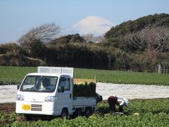 三浦半島の畑