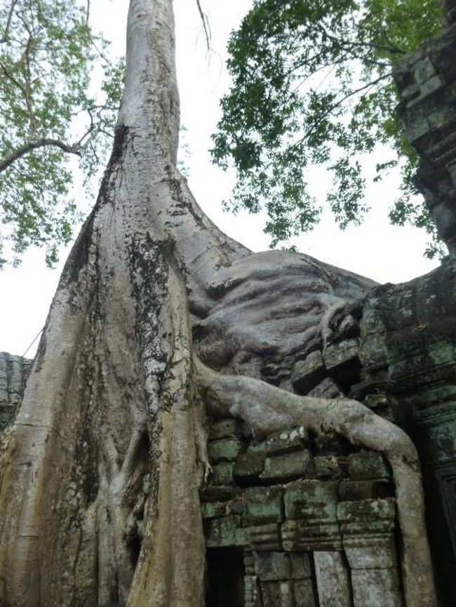 アンコール遺跡群ツアーその２です。<br /><br />タプローム<br />（ANAのカンボジア紹介サイトより引用デス。）<br />崩れかけた石造りの寺院の上に、ガジュマルの巨木が根を張る光景が印象的。映画『トゥーム・レイダー』の舞台としても知られていて、数あるアンコール遺跡群の中でもとりわけ冒険心をそそられる遺跡です。もとはクメール王朝最盛期の王、ジャヤヴァルマン7世が建造した仏教寺院。当時をしのばせる美しいレリーフも見られますが、完全に崩れてしまっている部分も多く、その様子が、王朝の栄華とその後の没落、文明を覆い尽くすカンボジアの自然の生命力など、さまざまなことへの感慨を見る者に与えてくれます。 <br /><br /><br />...私も「さまざまなことへの感慨」を与えてもらった一人です。<br />
