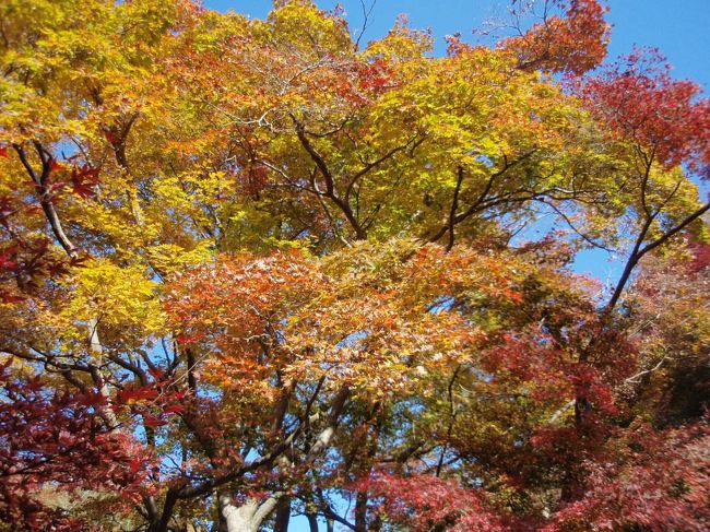 奈良寺院紅葉狩(1) 2016年11月18日<br />JR万葉まほろば線帯解駅→(東へ、徒歩32分)円照寺(非公開につき境内には入れない、5分散策)→(少し戻り、更に東へゆるかなまたは割と急な道を登る、ピークを越え最後急下り、徒歩58分)正暦寺(食事を含み1時間10分散策、紅葉が素晴らしい)→(南西から西へ、徒歩1時間7分)帯解寺(5分散策)→(徒歩3分)帯解駅<br /><br /> (1)円照寺 <br /> 臨済宗妙心寺派の尼寺。山号は普門山。本寺と中宮寺、法華寺と共に大和三門跡と称される。華道の山村御流の家元でもある。別称山村御所。1641年創建。開基は大通文智。本尊は如意輪観音像。文化財は 如意輪観音像、国重文 帯解山村廃寺出土品。残念ながら非公開寺院につき参道からトイレまでしか散策できません。本数は多くないが山門付近に真っ赤、まっ黄のきれいな紅葉が見られました。満足出来る紅葉でした<br /><br /> (2)正暦寺 <br /> 真言宗の単立寺院。創建は992年、一条天皇の発願で藤原兼家の子兼俊僧正が開山。山号は菩提山。本尊は薬師如来像。 文化財は国重文、福寿院客殿、金銅薬師如来奇像、青磁鉢、絹本著色涅槃図、狩野永納筆襖絵等を有する。創建時は大伽藍であったが、焼き討ち、火事、廃仏毀釈により縮小され現在に至る。境内に見られる石垣は大伽藍時代の大きさを偲ばせる遺構である。広い境内の至ところ赤、黄の紅葉が最盛期ですばらしいの一言です。久しぶりすばらしい紅葉にお目にかかりました。京都の三尾の紅葉に匹敵するような光景です<br /><br /> (3)帯解寺<br /> 華厳宗の一寺。山号は子安山。858年創建。開基文徳天皇の勅願寺。文徳天皇后が祈願して清和天皇がお生まれになった。以来、安産・子授け祈願の寺として信仰を集めるようになった。本尊は国重文 地蔵菩薩。文化財は 地蔵菩薩。美智子皇后、雅子皇太子妃等皇族方も当寺で安産祈願をなさっている。年寄の私にはもう関係ない御利益です。正面に本堂、右手前に鐘楼が配置されているこじんまりした境内です。紅葉については黄色の葉を持つ木が1本のみでした。桜の木がありましたので、秋より春の方が良いようでした<br />