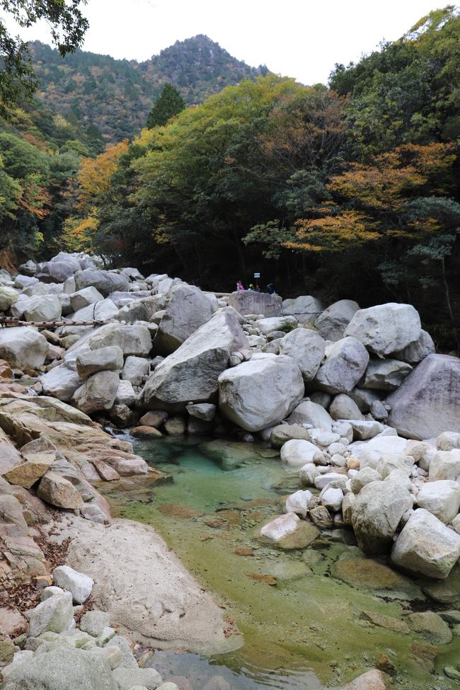 11月中旬 紅葉が見頃ですよ。<br />御在所ロープウエイで上がり、国見峠を経て裏道ルートを下山しました。<br />