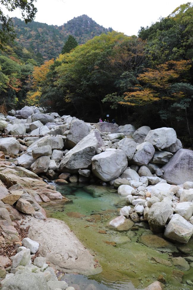 11月中旬　紅葉が見頃ですよ。<br />御在所ロープウエイで上がり、国見峠を経て裏道ルートを下山しました。<br />