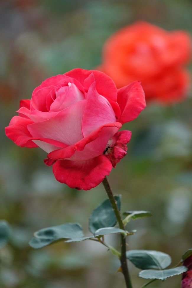 この頃花を撮ってない、薔薇を見に行くがすでに見頃は過ぎていた、 写真を撮っていたのは自分だけ、 ちなみに暖かいですね、 半袖ポロ1枚でした。