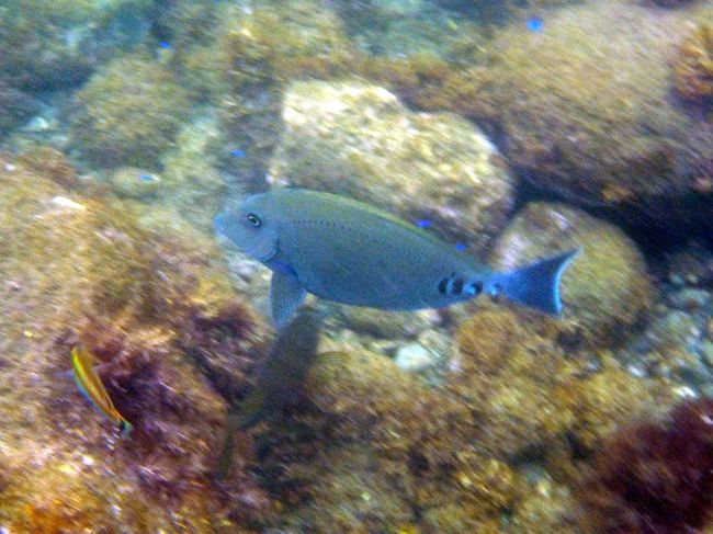 メインダイニング オセアノで昼食をしてラウンジフィラーレで喫茶を楽しんでいると、次第に天気が回復してきました。<br /><br />そこで当初の予定通り、お部屋で水着に着替えて、初島第2漁港フィッシャリーナの海水浴場に向かいます。<br /><br />