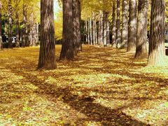 科学万博記念公園のイチョウ並木