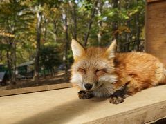 ４ヶ月連続仙台へ　３日目　宮城山編　蔵王キツネ村でもふもふ(；´Д｀)