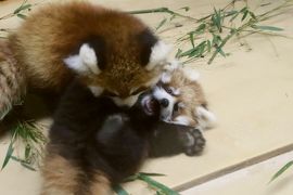 仙台・秋田レッサーパンダの赤ちゃん詣と温泉ホテルの旅（５）大森山動物園（前編）レッサーパンダ特集：はじめまして、かんたくんとひなたくん！～雨天で終日屋内だったけどほぼ独占状態＆まんまタイムに聞けたユリちゃん出産時の話＆お外の小百合ちゃんと危うく会い損ねるところだったシンゲンくん