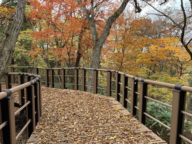 ご訪問ありがとうございます！<br />大山環状道路、大山夏山登山道入口そばにしもやま（下山）キャンプ場があります。<br />その下山キャンプ場の少し下に大山森の遊歩道があります。今年、再整備が終わり完成しました。<br />そこで紅葉の大山森の遊歩道をご紹介します！