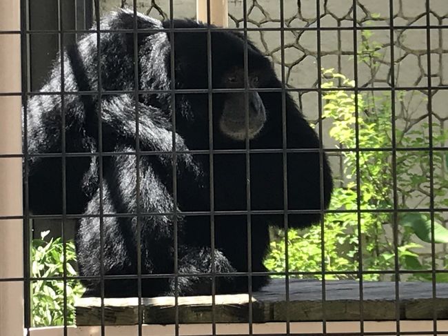 シャバーニのゴリラ舎やチンパンジー舎がリニューアル工事ということで、あえなくなる前に見に行ってきました。フクロテナガザルのけいじくんの「アーーー」も聞きたくて。