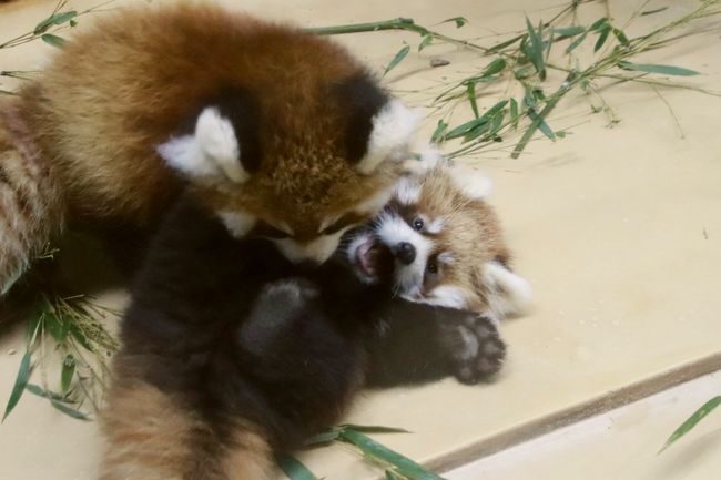 仙台・秋田レッサーパンダの赤ちゃん詣と温泉ホテルの旅（５）大森山動物園（前編）レッサーパンダ特集：はじめまして、かんたくんとひなたくん！～雨天で終日屋内だったけどほぼ独占状態＆まんまタイムに聞けたユリちゃん出産時の話＆お外の小百合ちゃんと危うく会い損ねるところだったシンゲンくん