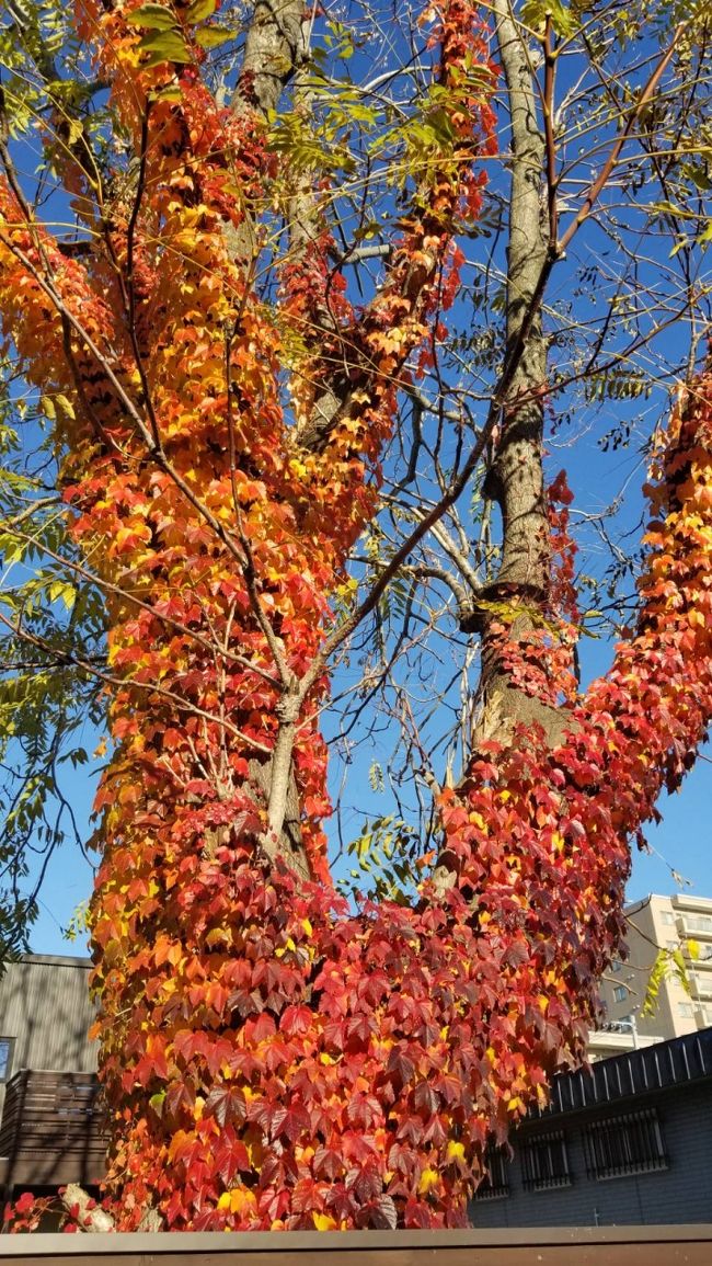 北海道は、山まで行かなくとも街中が紅葉してます。