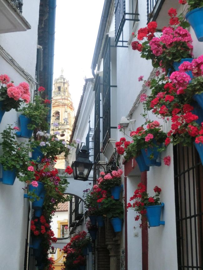 シニア夫婦のスペイン ポルトガル周遊旅行 15 コルドバの花の小路 コルドバ スペイン の旅行記 ブログ By クッキーさん フォートラベル シニア夫婦のスペイン ポルトガル周遊旅行 15 コルドバの花の小路 コルドバ スペイン の旅行記 ブログ By クッキーさん フォートラベル