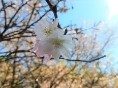 まだ見られた十月桜