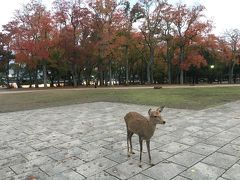 2018年11月　奈良　正倉院展と散策